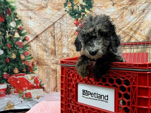 Sheepadoodle-Dog-Female-Blue Merle-1650-Petland Nashville, Tennessee