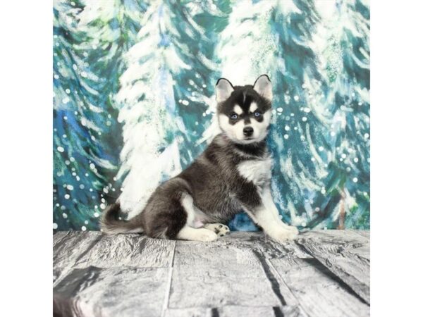 Alaskan Klee Kai-Dog-Male-Black / White-1688-Petland Nashville, Tennessee