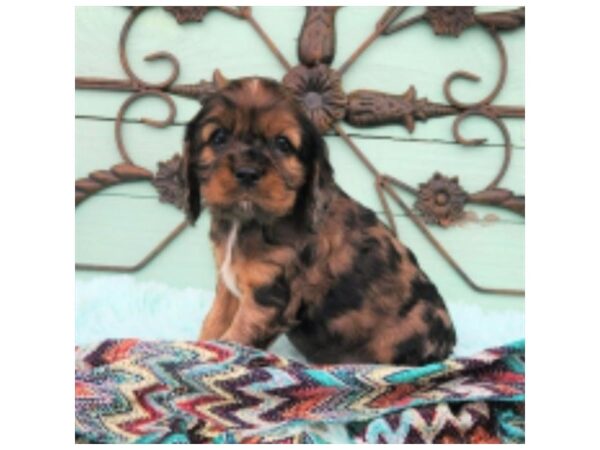 Cockalier-Dog-Male-Sable Merle-1690-Petland Nashville, Tennessee