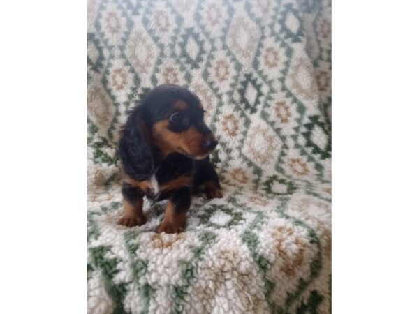 Dachshund-Dog-Female-Black / Tan-1691-Petland Nashville, Tennessee
