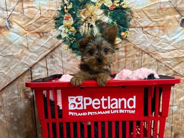 Yorkshire Terrier-Dog-Male-Blue Merle-1700-Petland Nashville, Tennessee