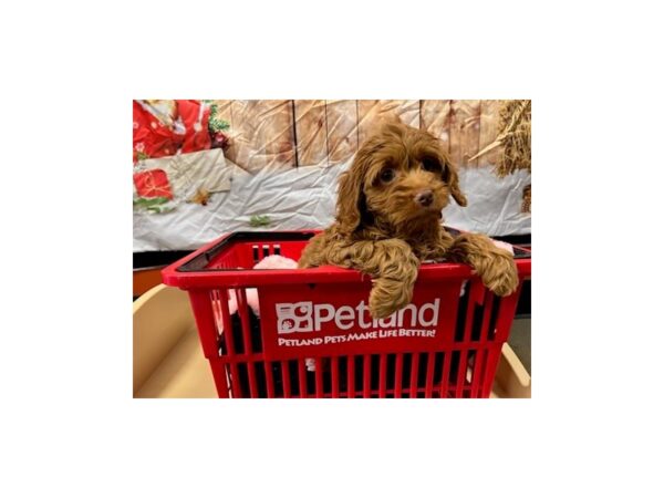 Cock A Poo-Dog-Female-Red-1708-Petland Nashville, Tennessee