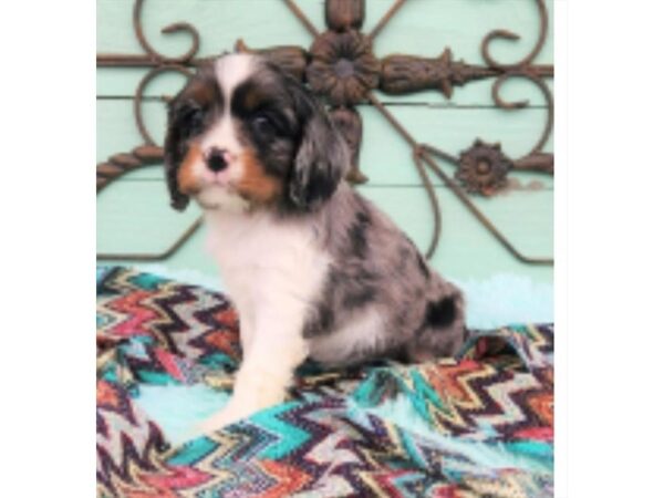 Cockalier-Dog-Male-Blue Merle / White-1699-Petland Nashville, Tennessee