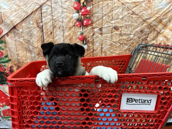 Akita-Dog-Male-Brown / White-1683-Petland Nashville, Tennessee