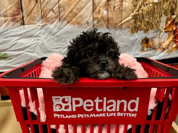 Shihpoo-Dog-Female--1663-Petland Nashville, Tennessee