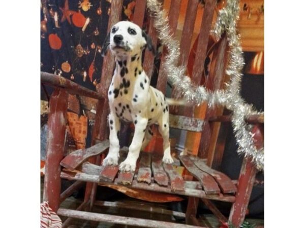 Dalmatian-Dog-Male-Black / White-1723-Petland Nashville, Tennessee