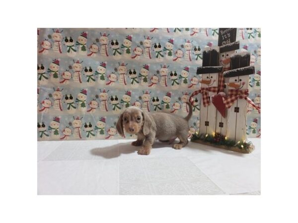 Dachshund-Dog-Male-Fawn (Isabella) / Tan-1734-Petland Nashville, Tennessee