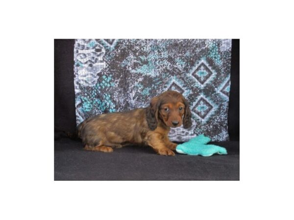 Dachshund-Dog-Female-Red Sable-1769-Petland Nashville, Tennessee