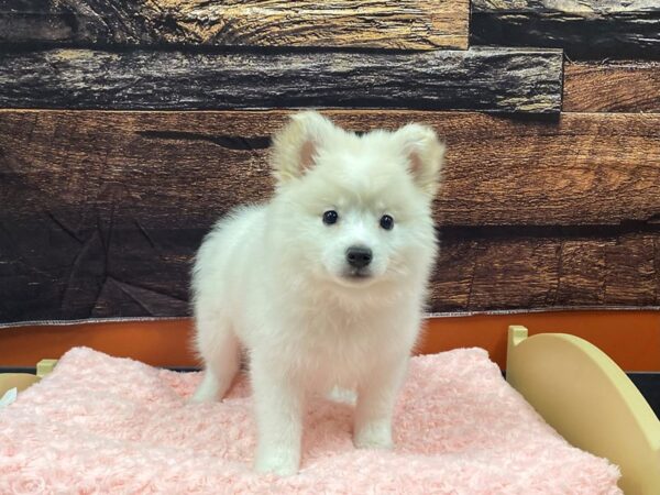 American Eskimo Dog-Dog-Female-White-1765-Petland Nashville, Tennessee