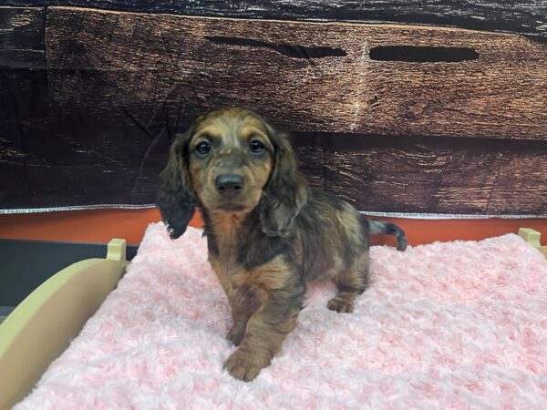 Dachshund-Dog-Female-Red Sable-1768-Petland Nashville, Tennessee