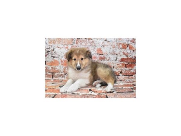 Collie-Dog-Female-Sable-1725-Petland Nashville, Tennessee