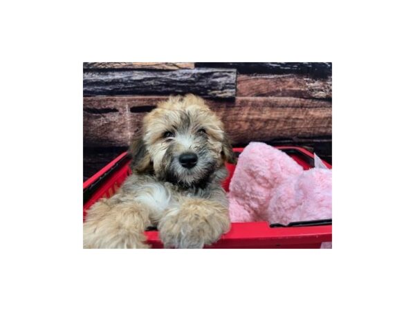 Miniature Whoodle-Dog-Female-Wheaten-1744-Petland Nashville, Tennessee