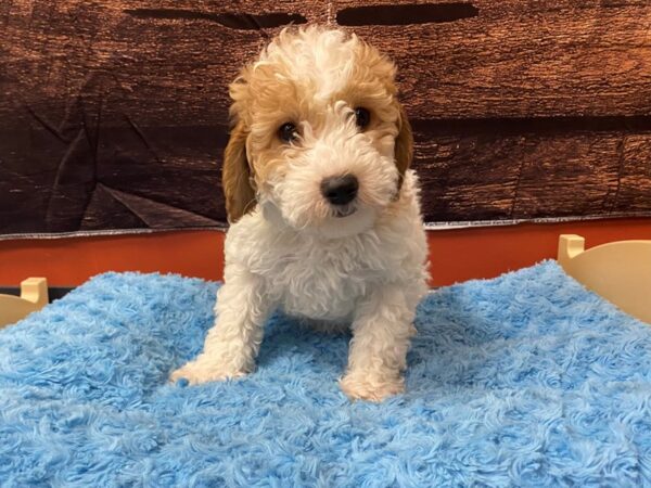 Goldendoodle Mini F1b-Dog-Male-Apricot-1766-Petland Nashville, Tennessee