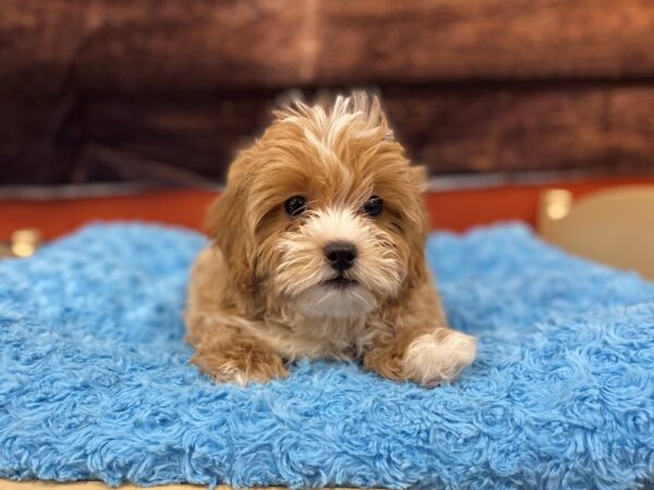 Shihpoo-Dog-Male-silver apricot-1751-Petland Nashville, Tennessee