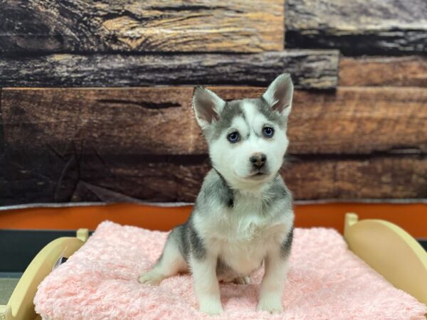 Alaskan Klee Kai-Dog-Female-Gray / White-1774-Petland Nashville, Tennessee