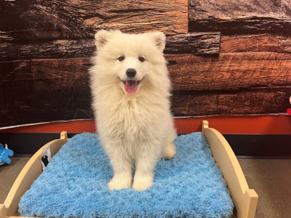 Samoyed-Dog-Male-White-1773-Petland Nashville, Tennessee