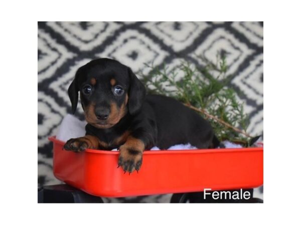 Dachshund-Dog-Female-Black / Tan-1777-Petland Nashville, Tennessee