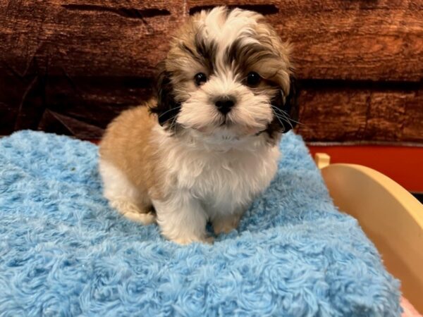 Shihpoo-Dog-Male-Sable / White-1776-Petland Nashville, Tennessee