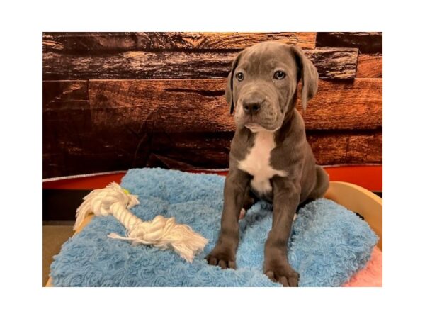 Cane Corso Dog Female Blue 1778 Petland Nashville, Tennessee