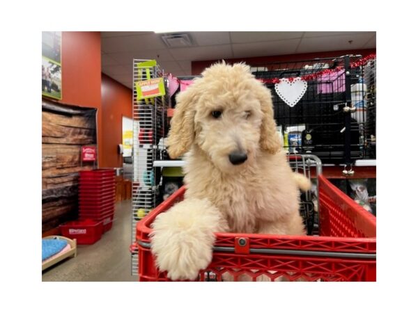 Goldendoodle-Dog-Female-Apricot-1673-Petland Nashville, Tennessee