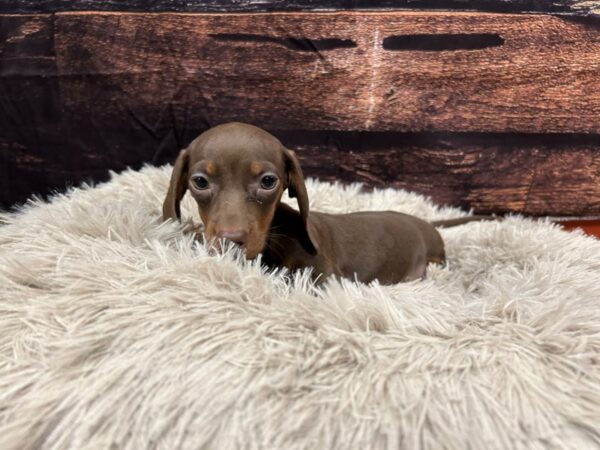 Dachshund-Dog-Female-Brown / Tan-1805-Petland Nashville, Tennessee