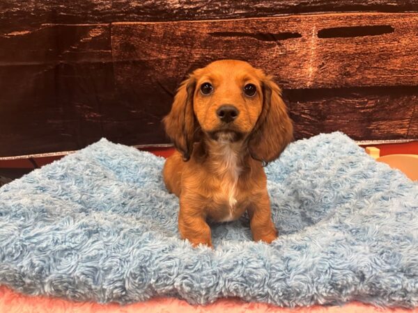 Dachshund-Dog-Male-Red Sable-1825-Petland Nashville, Tennessee
