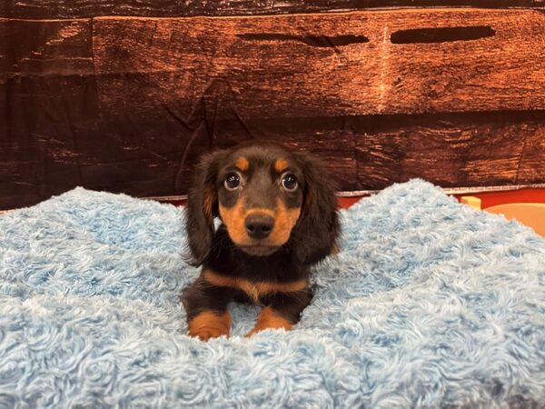 Dachshund Dog Male Black / Tan 1828 Petland Nashville, Tennessee