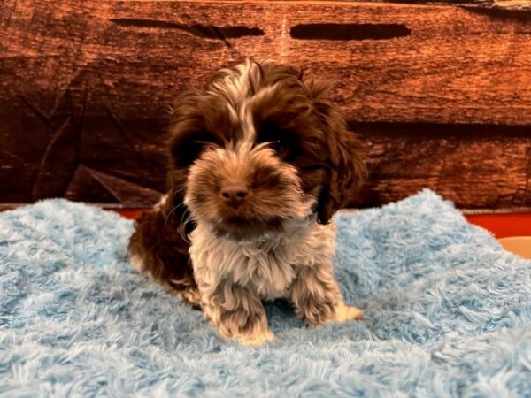 Cock A Poo-Dog-Male-Chocolate / White-1780-Petland Nashville, Tennessee