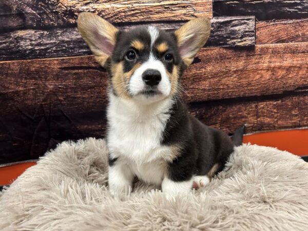 American Corgi-Dog-Male-Black White / Tan-1809-Petland Nashville, Tennessee