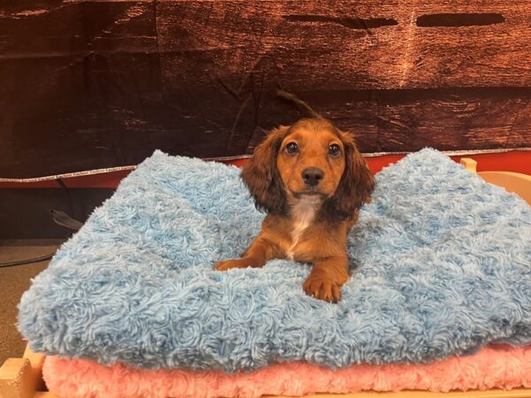 Dachshund-Dog-Male-Red Sable-1824-Petland Nashville, Tennessee
