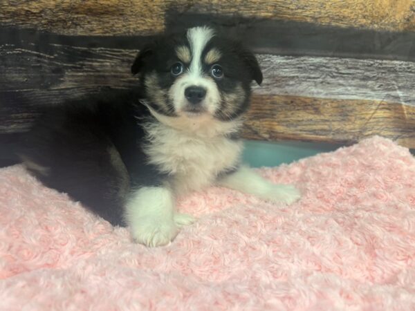 Miniature American Shepherd-Dog-Male-Tri-Colored-1839-Petland Nashville, Tennessee