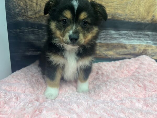 Miniature American Shepherd-Dog-Male-Tri-Colored-1840-Petland Nashville, Tennessee