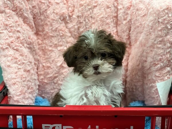 Havapoo-Dog-Female-brown and white-1843-Petland Nashville, Tennessee