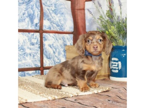 Dachshund-Dog-Male-Chocolate / Tan-1873-Petland Nashville, Tennessee
