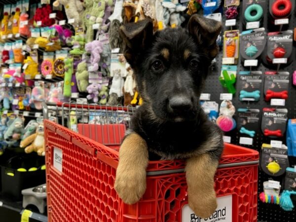 German Shepherd Dog-Dog-Male-Black / Tan-1863-Petland Nashville, Tennessee
