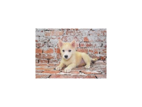 Pomski-Dog-Male-Biscuit-1877-Petland Nashville, Tennessee