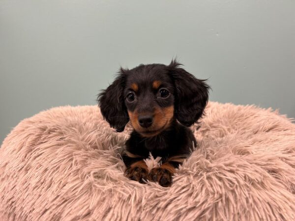 Dachshund Dog Female blk/red 1872 Petland Nashville, Tennessee