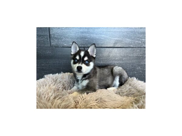 Alaskan Klee Kai-Dog-Male-Black / White-1875-Petland Nashville, Tennessee