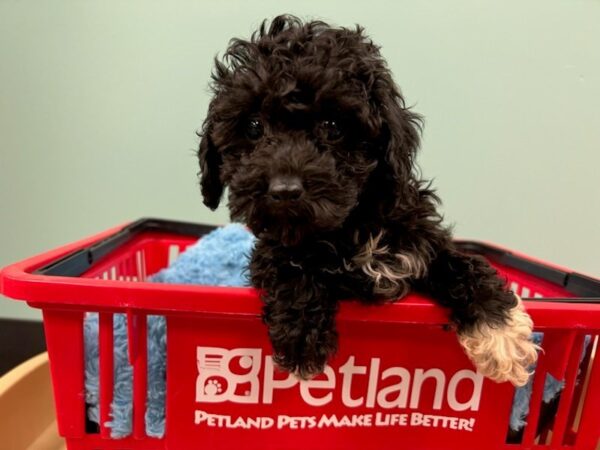 Toy Poodle-Dog-Female-blk-1899-Petland Nashville, Tennessee