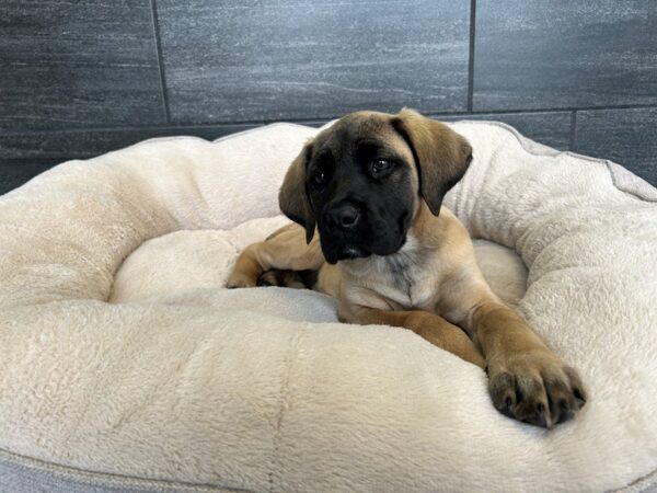 Mastiff-Dog-Female-Fawn-1868-Petland Nashville, Tennessee