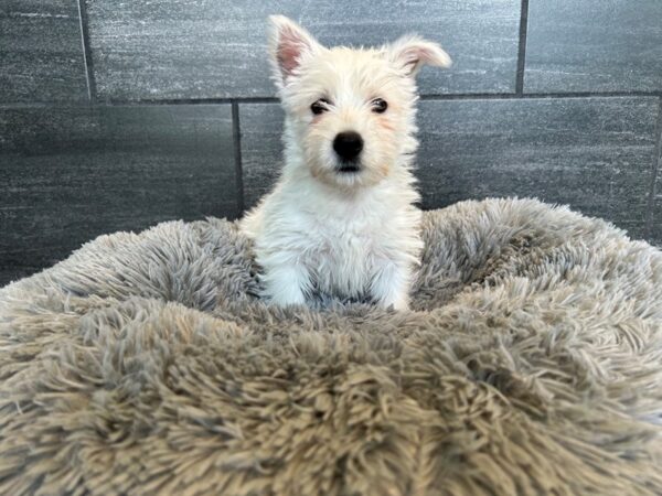 West Highland White Terrier-Dog-Female-White-1886-Petland Nashville, Tennessee