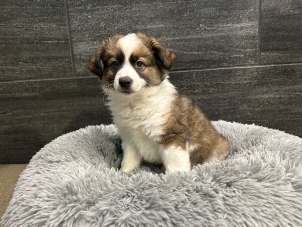 Aussimo-Dog-Male-Black / White-1906-Petland Nashville, Tennessee