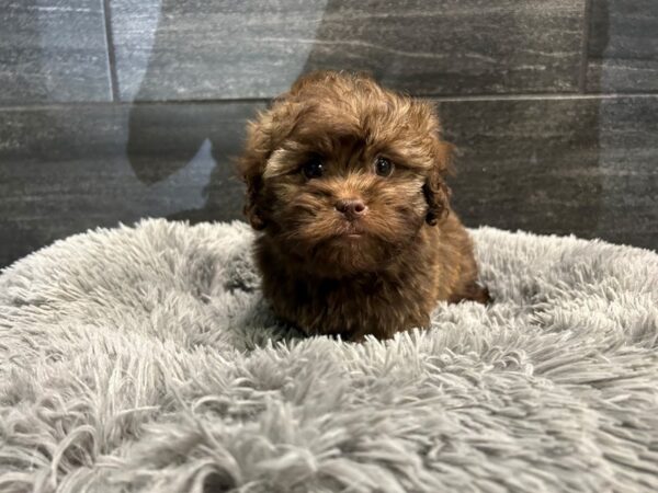 Shihpoo-Dog-Male-Chocolate Sable-1907-Petland Nashville, Tennessee