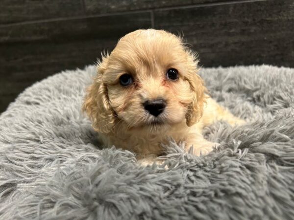 Cockalier-Dog-Female-White / Cream-1903-Petland Nashville, Tennessee
