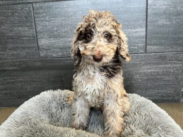 Poodle Standard Dog Female Chocolate Merle 1883 Petland Nashville, Tennessee