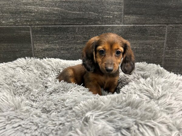 Dachshund-Dog-Female-Red Sable-1917-Petland Nashville, Tennessee