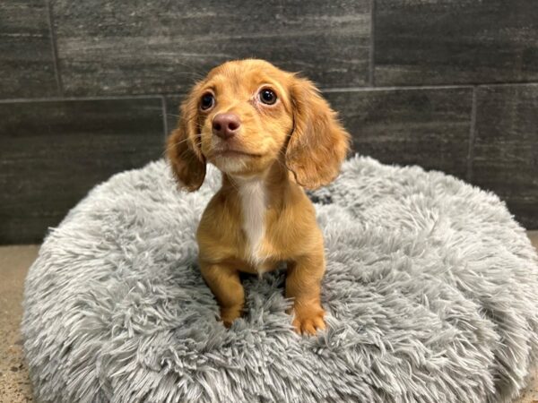 Dachshund-Dog-Female-Chocolate / Tan-1930-Petland Nashville, Tennessee