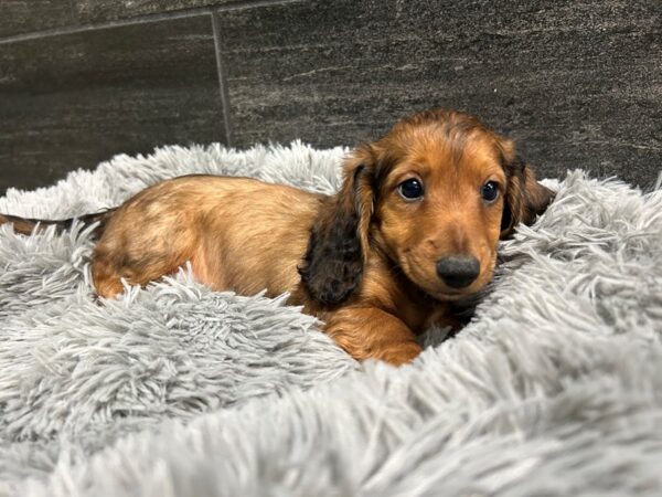 Dachshund-Dog-Male-Red Sable-1918-Petland Nashville, Tennessee