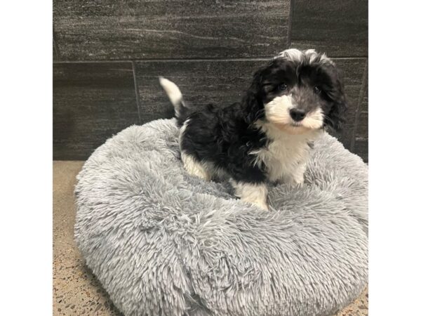 Sheepadoodle-Dog-Female-Black / White-1926-Petland Nashville, Tennessee