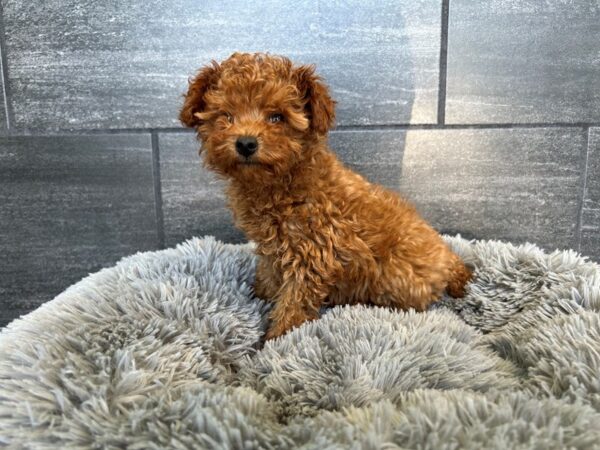 Poodle Toy-Dog-Female-Red-1938-Petland Nashville, Tennessee